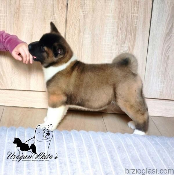 Američka akita, štenad