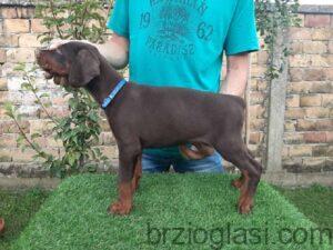 Doberman