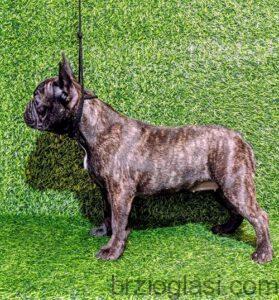 FRANCUSKI BULDOG - žensko štene