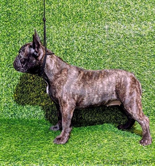 FRANCUSKI BULDOG - žensko štene