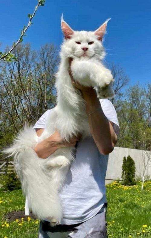 Maine Coon mačići