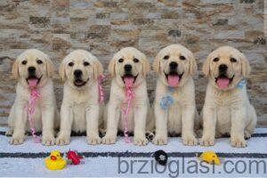 Labrador retriver štenci, prelepi