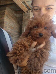 Crvena toy pudla