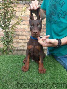 Doberman