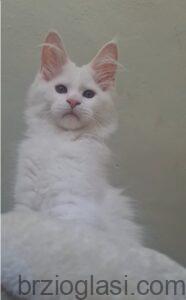 Maine Coon mačići