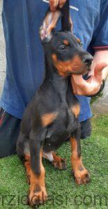 Doberman