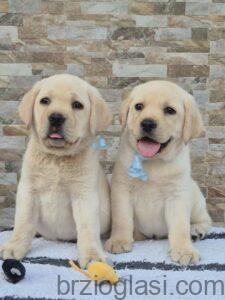 Labrador retriver štenci, prelepi