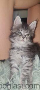Maine Coon mačići