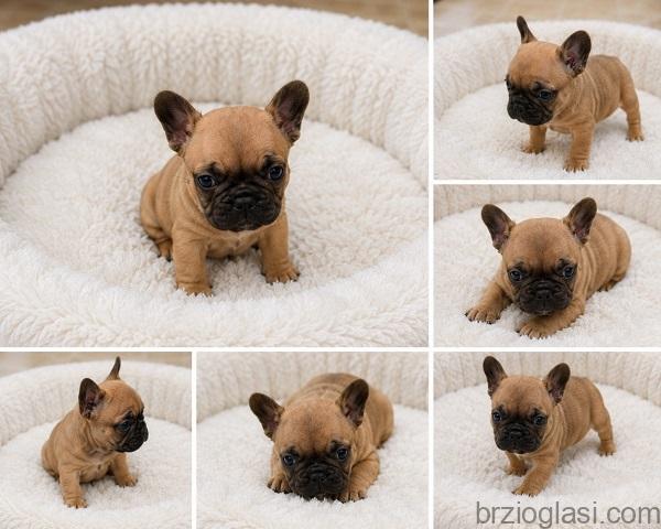 Francuski buldog