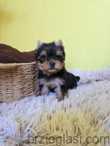 Mini jorkširski terijer